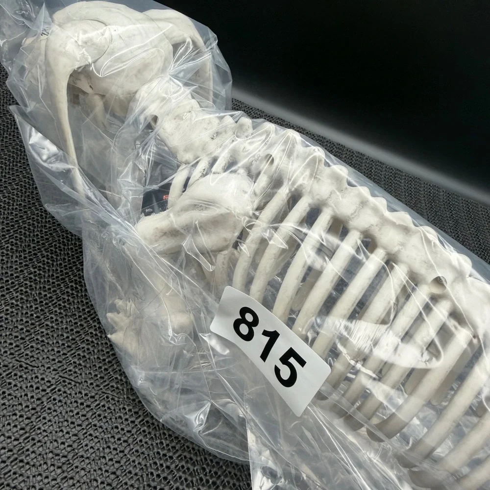 Hyde & EEK Halloween Dachshund Skeleton Dog Prop Indoor Outdoor Missing Tail